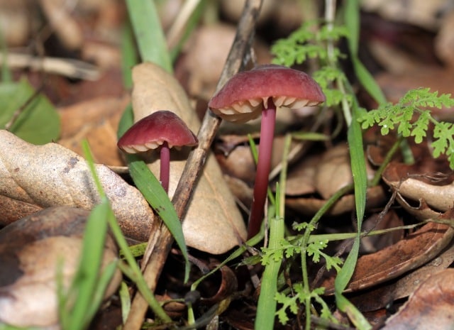 Marasmius plicatulus