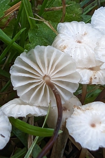 Marasmius capillaris