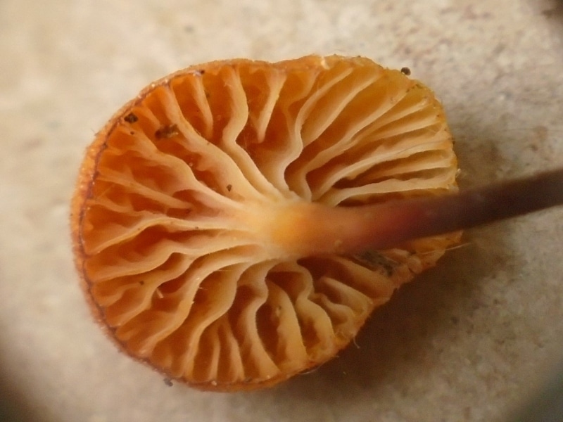 cross vein gills