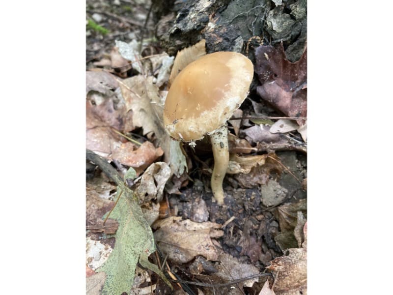 Agrocybe acericola
