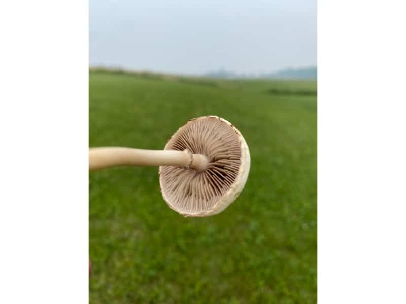 Agrocybe molesta