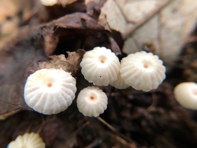Marasmius rotula