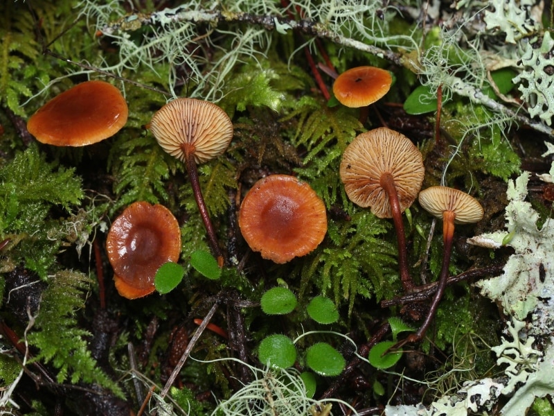xeromphalina mushrooms