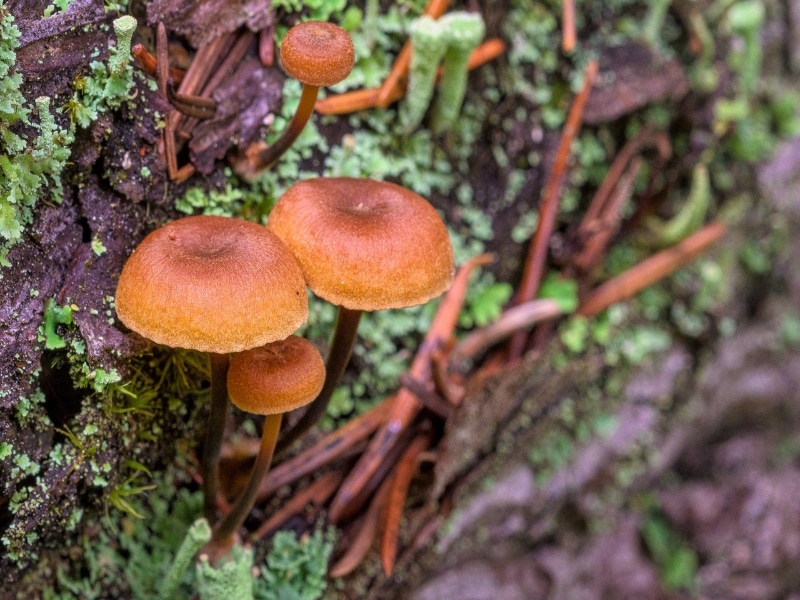 trumpet mushrooms