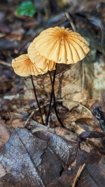 Marasmius siccus