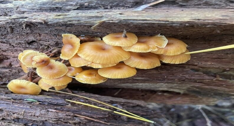 mushroom identification