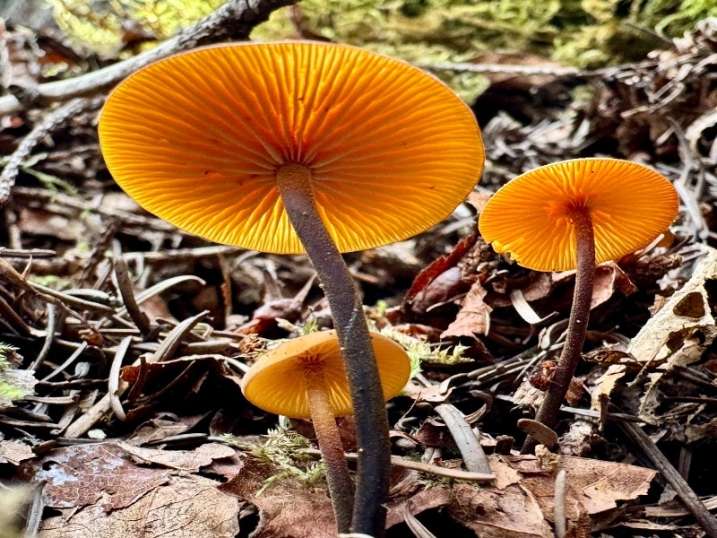 xeromphalina stems