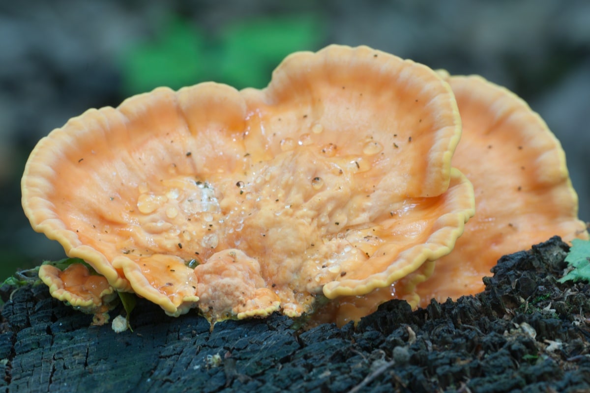 laetiporus mushroom