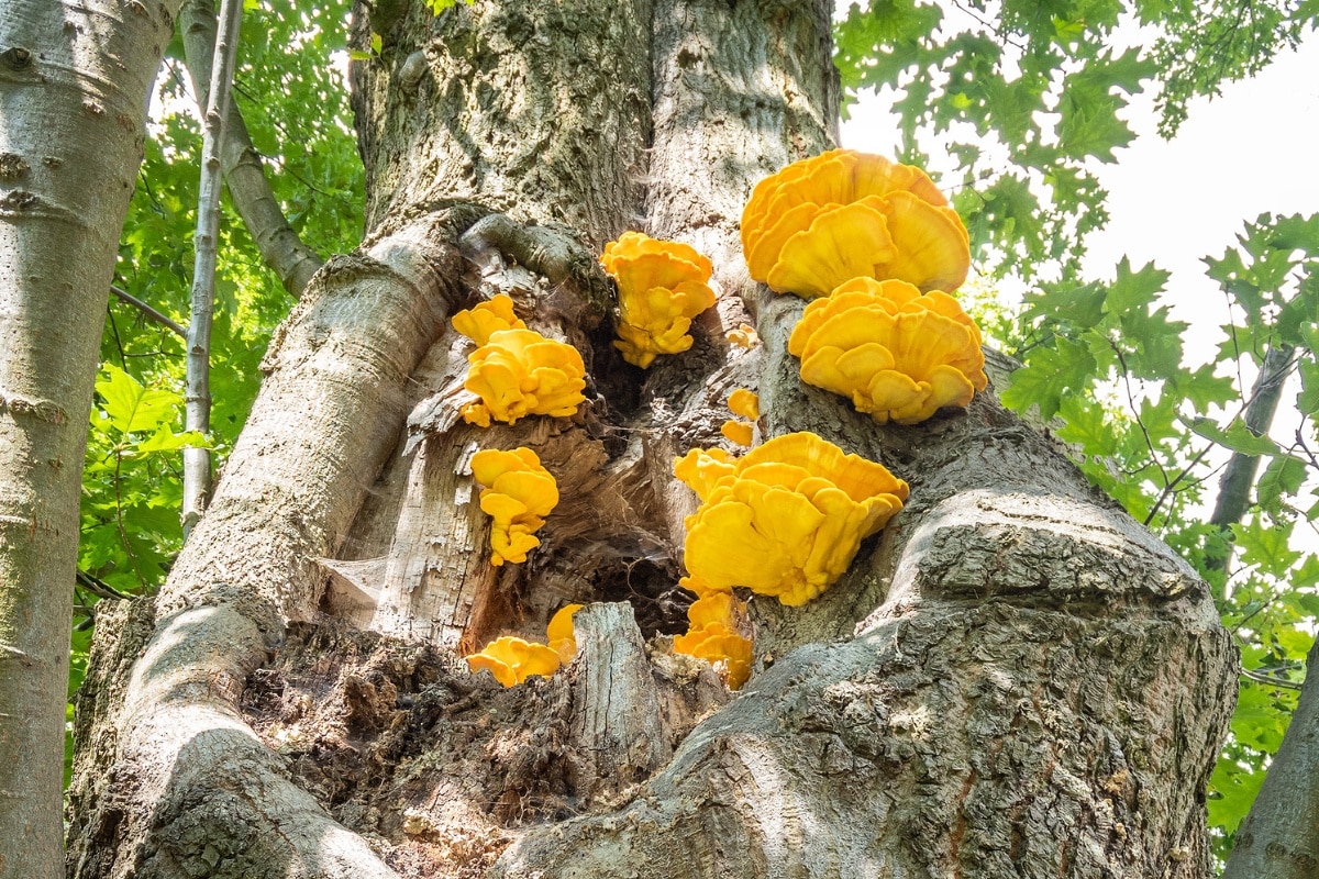 huge flush chicken of the woods