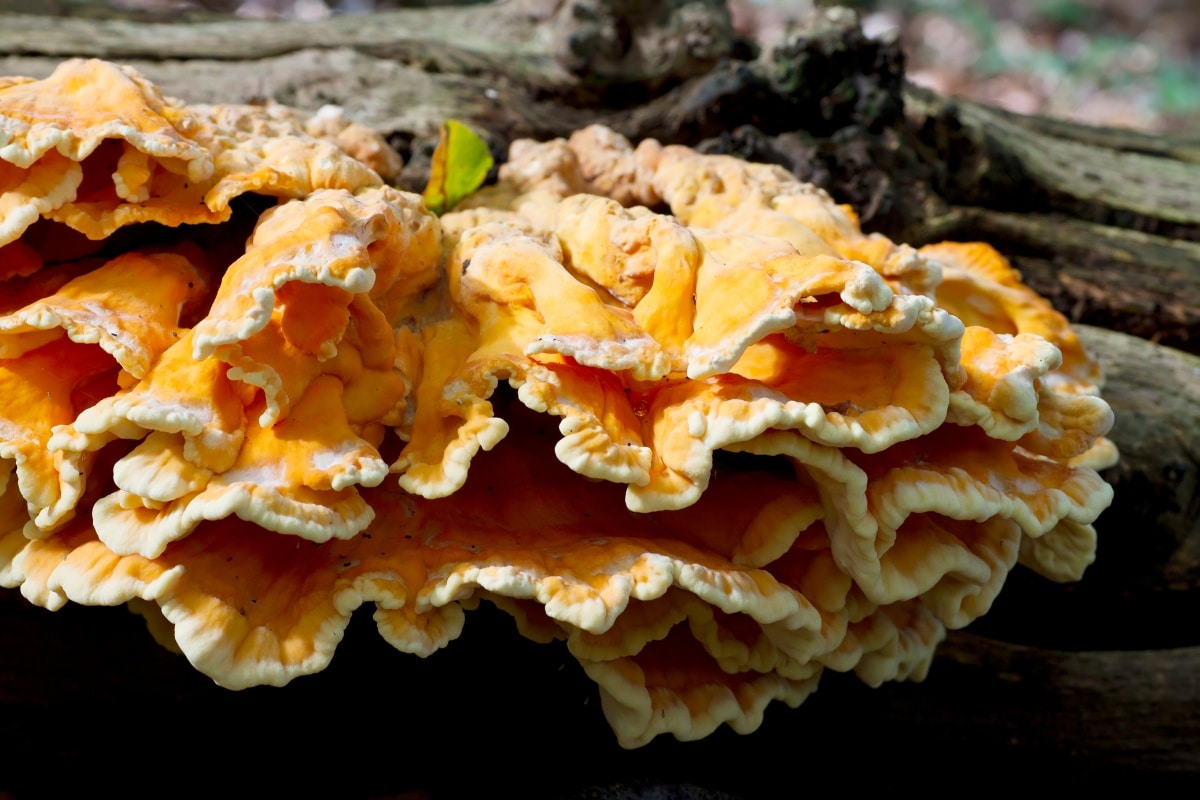 laetiporus species