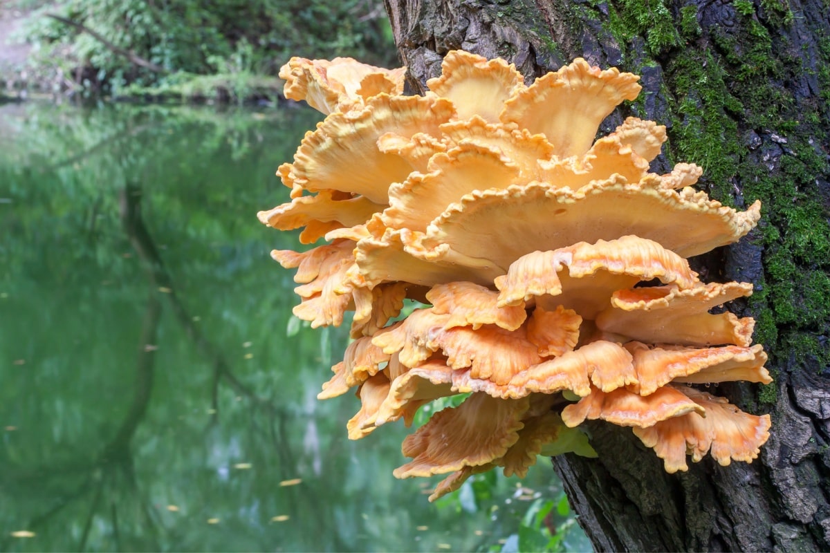 by the river laetiporus mushroom