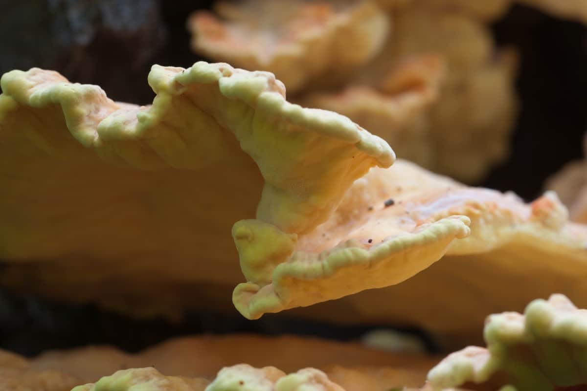 close up chicken of the woods