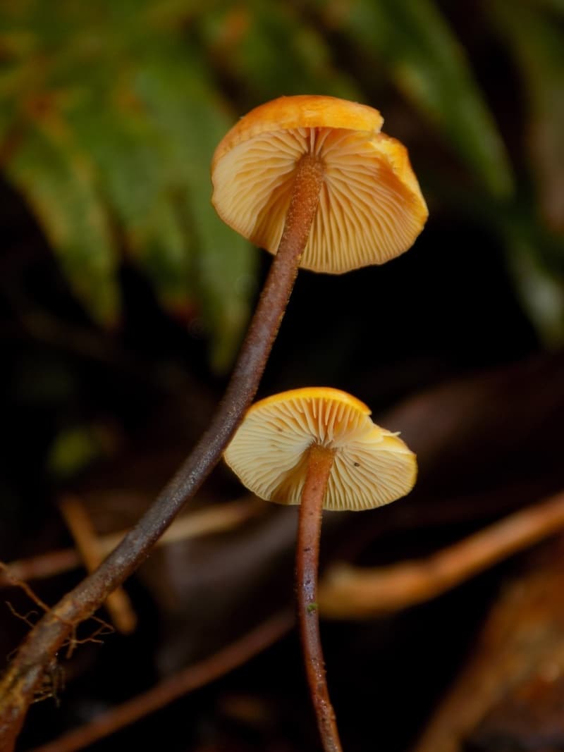 Xeromphalina fulvipes (syn: Heimiomyces fulvipes)