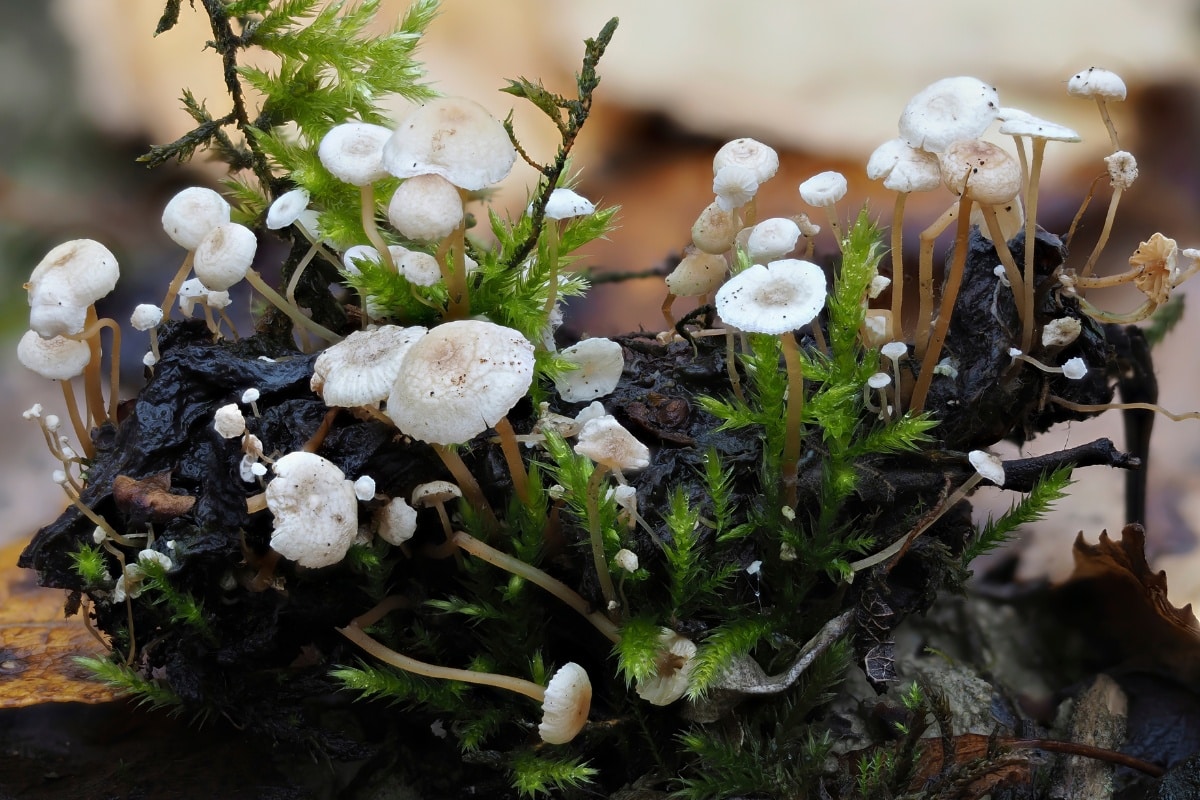 Collybia