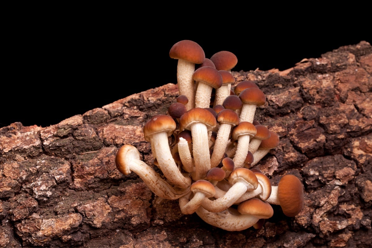 Cyclocybe aegerita (Poplar Fieldcap)