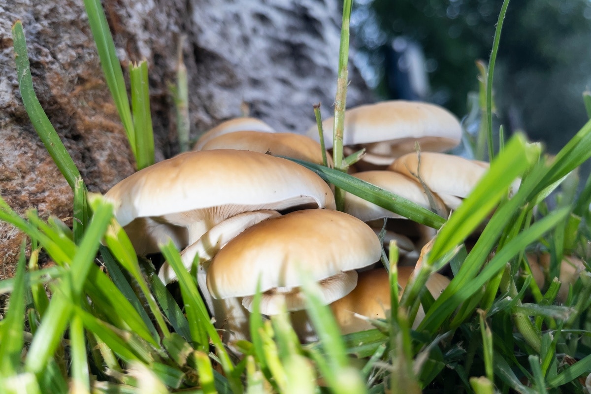 Cyclocybe aegerita (Poplar Fieldcap)