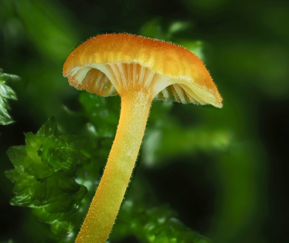 Rickenella