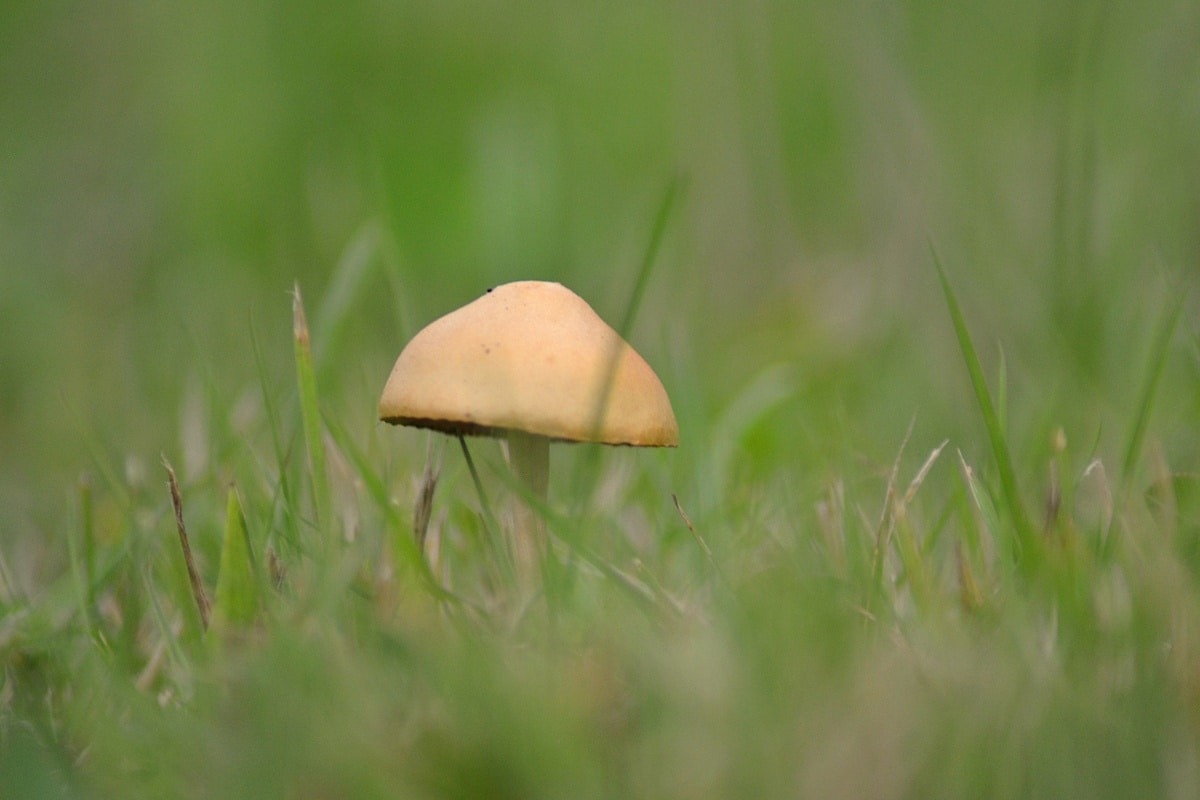 fieldcap mushrooms