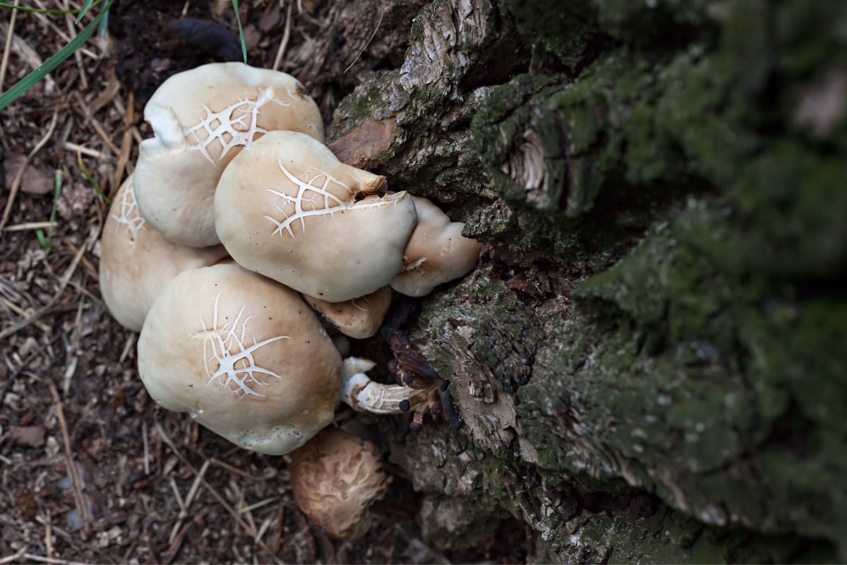 Agrocybe
