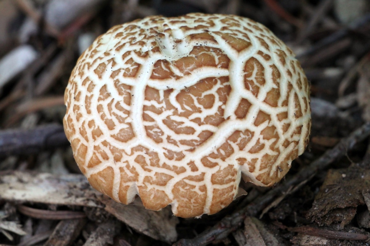 agrocybe mushrooms