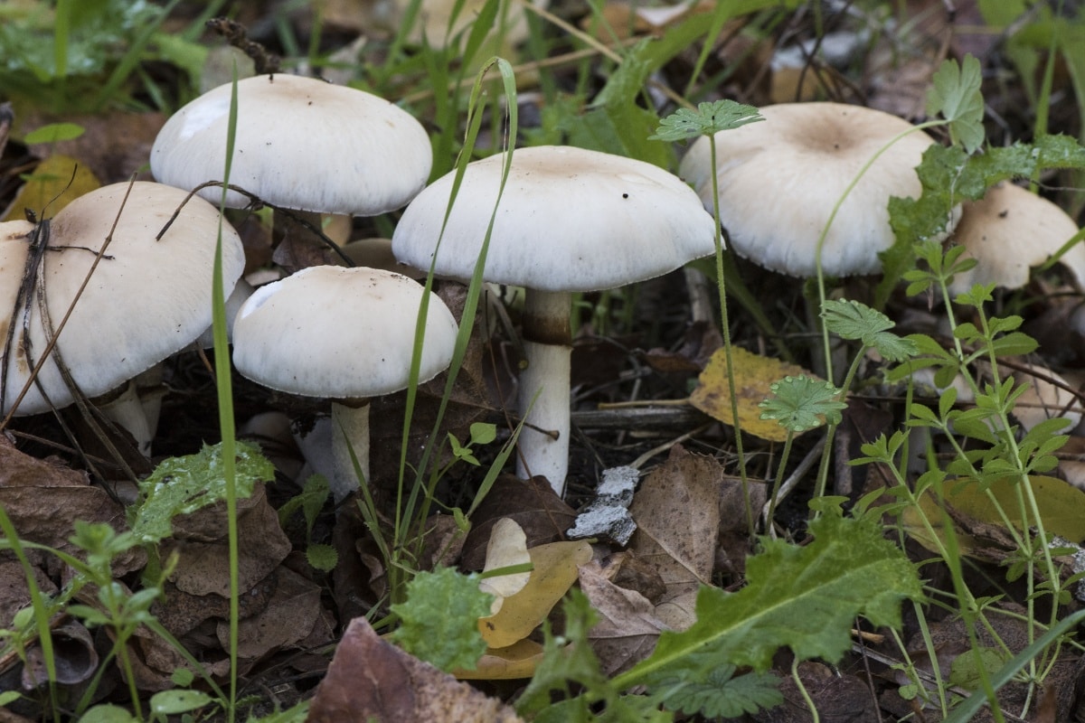 fieldcap mushrooms