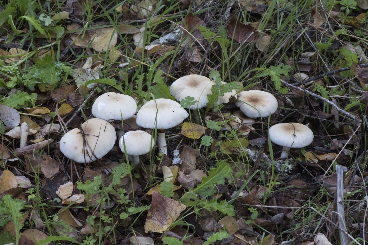 fieldcap mushrooms 