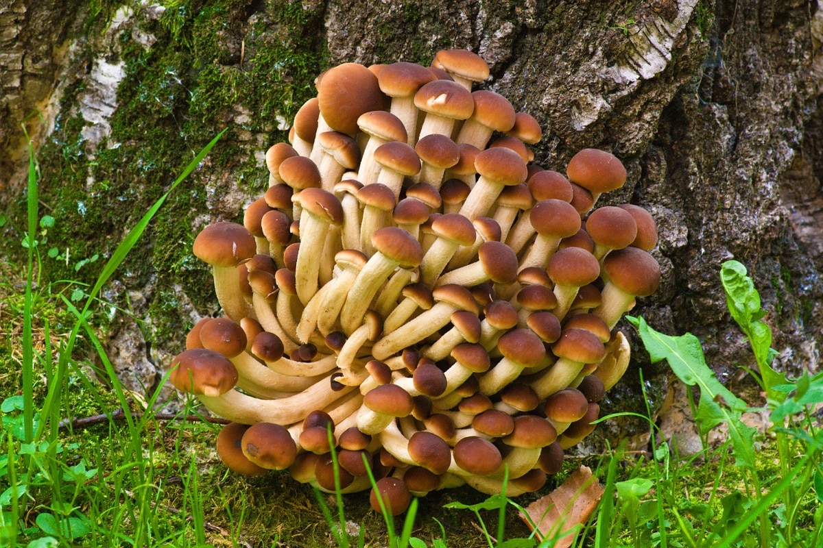 field caps