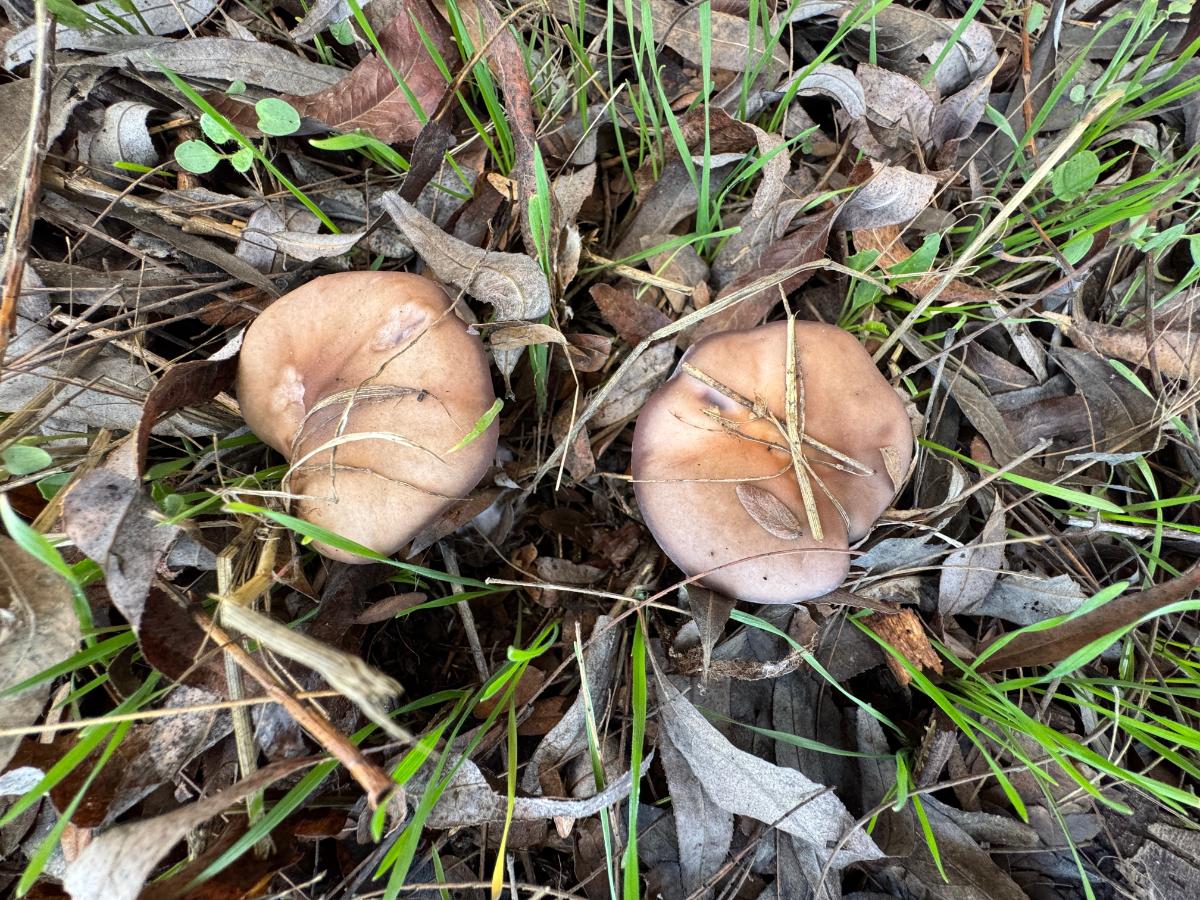 fieldcap mushroom in field