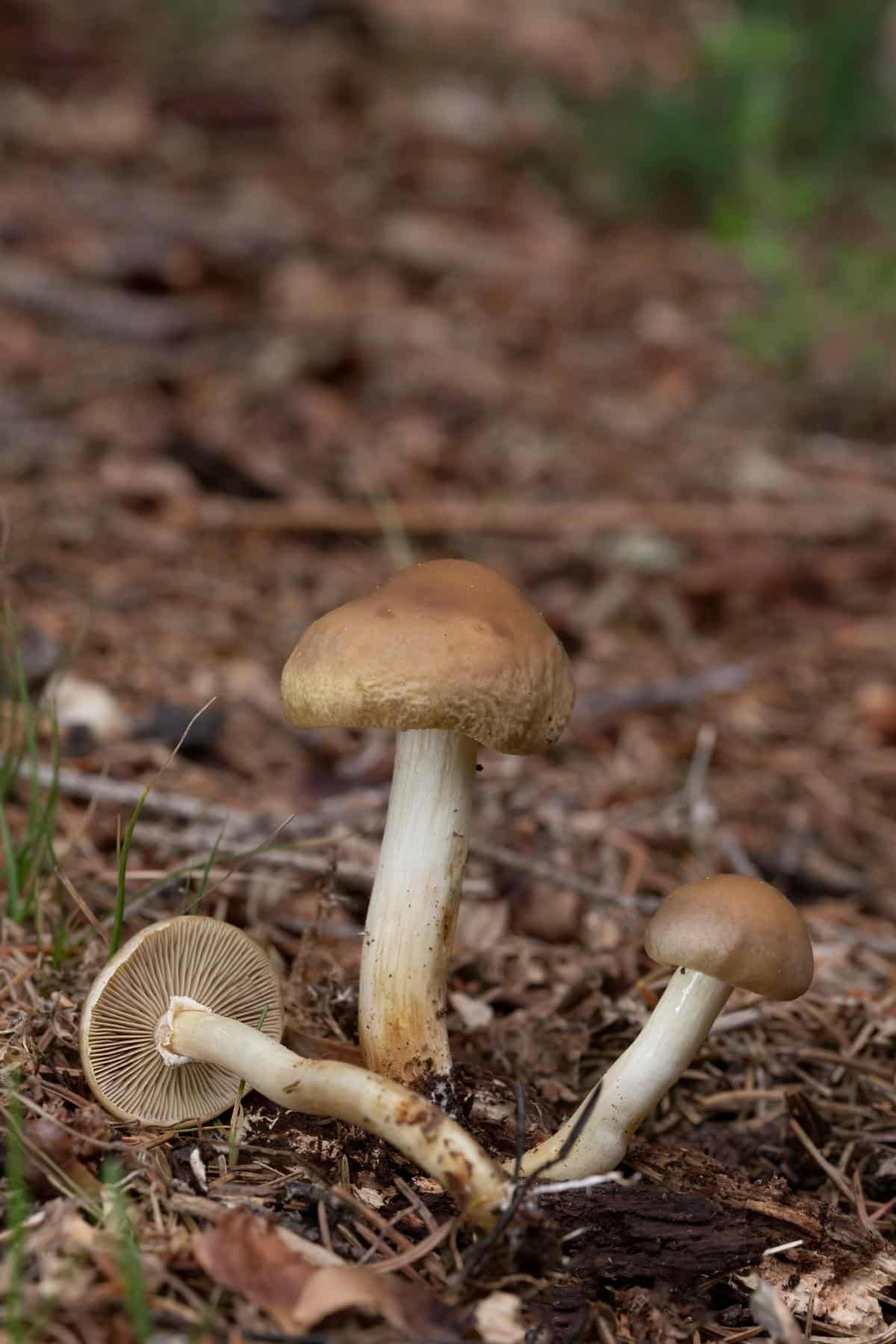 fieldcap mushrooms