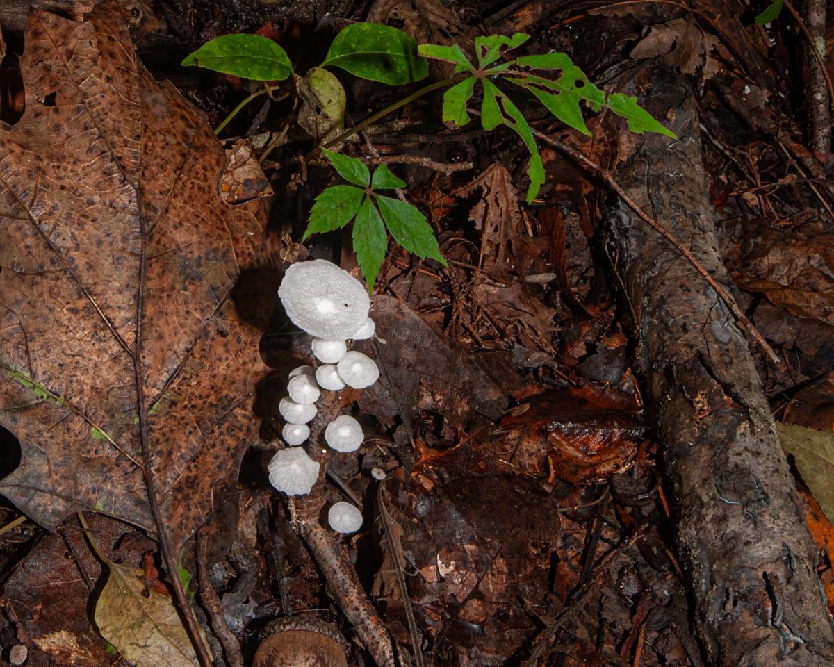 white fairy parachute mushrooms