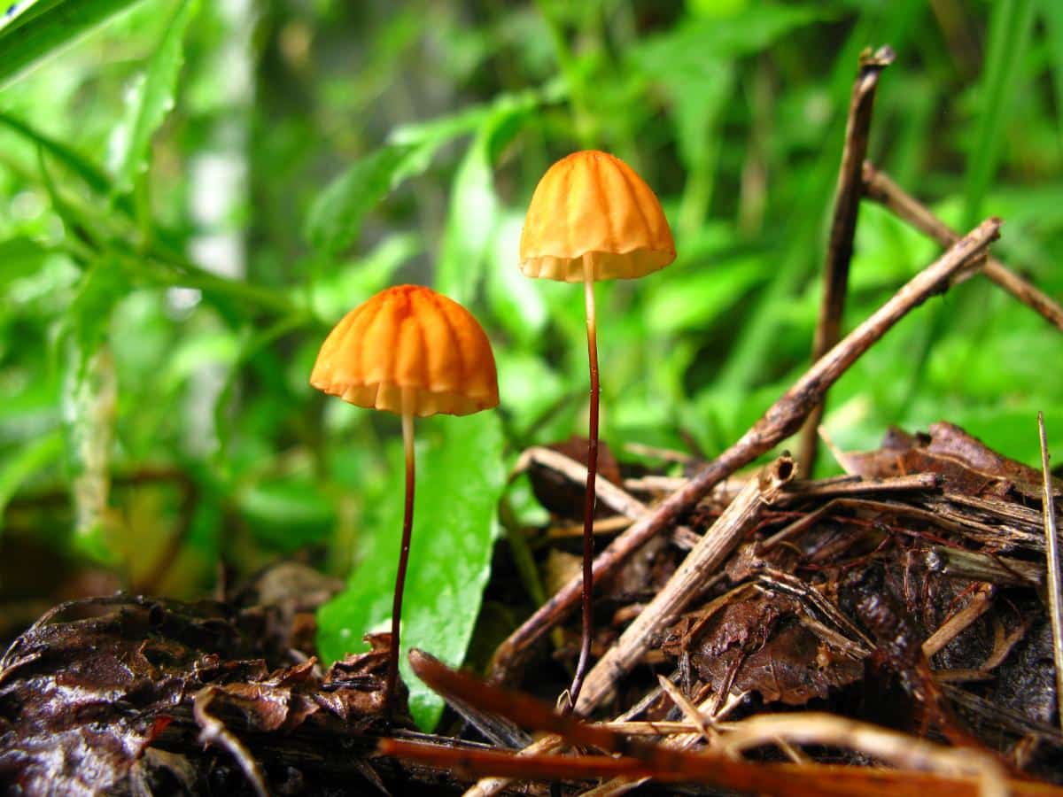 Marasmius mushroom parachutes