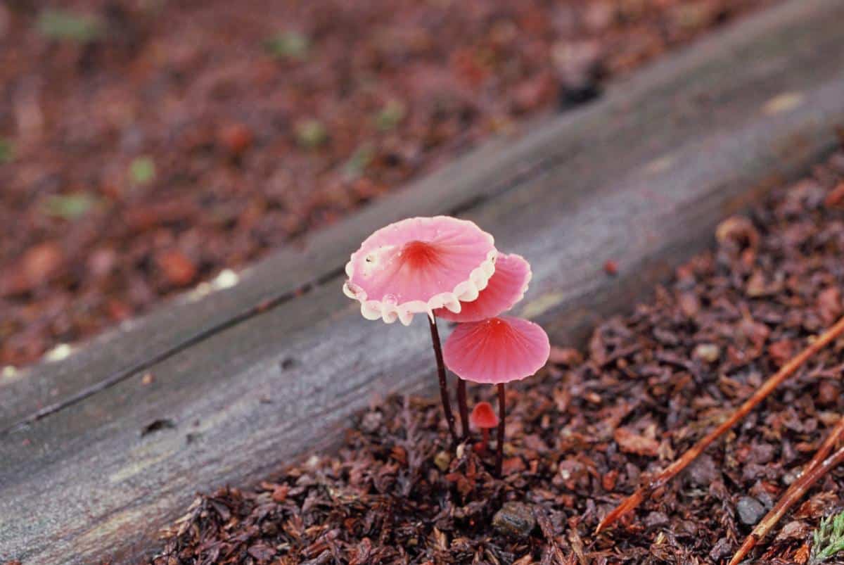 Red parasol mushrooms