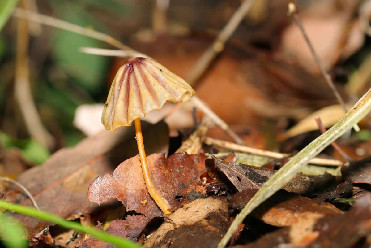 Marasmius species look like fairy parasols