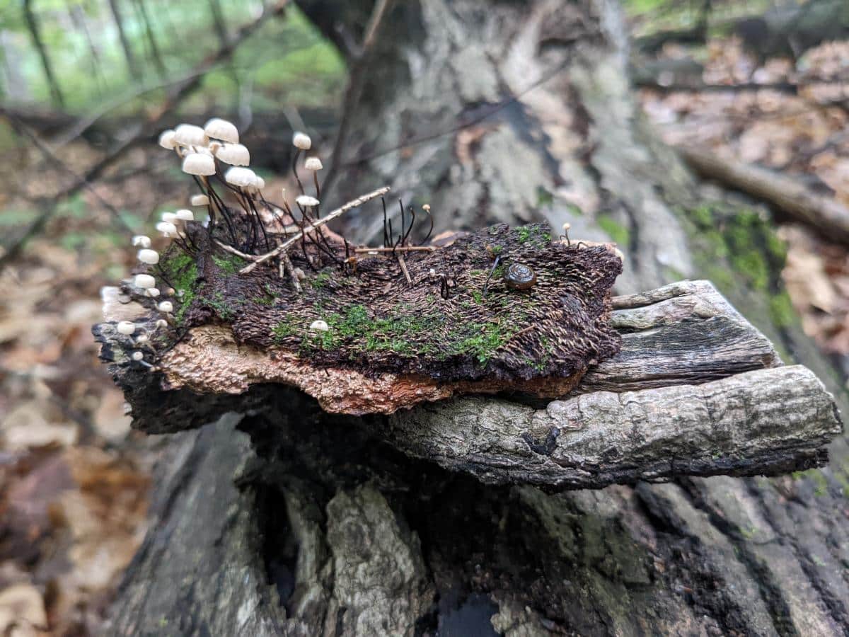 marasmius parasols