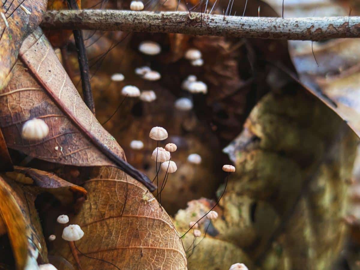 Fairy marasmius mushrooms