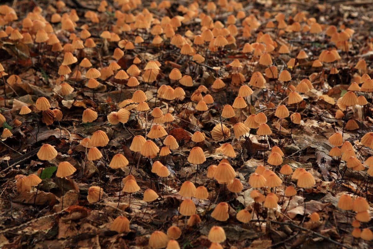 Parachute mushrooms Marasmius