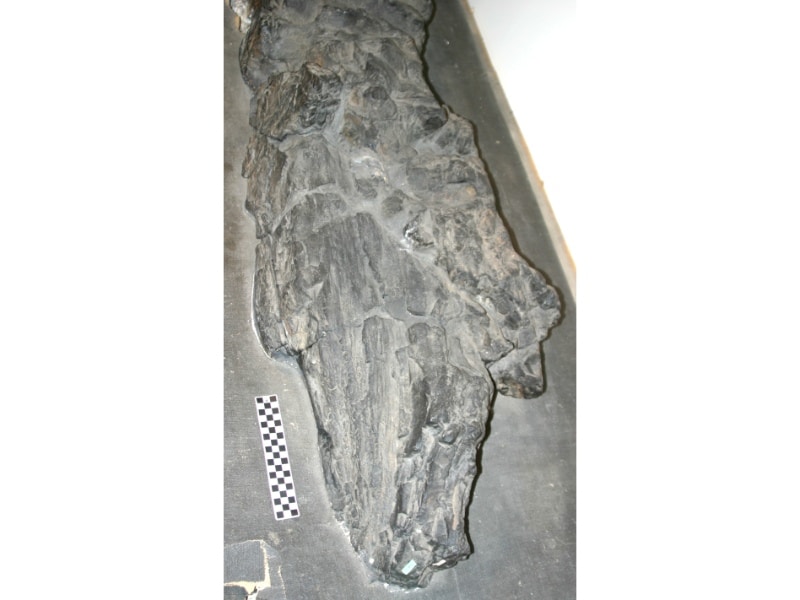 Prototaxites fossil 