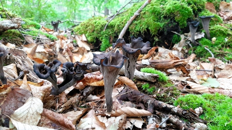 black trumpet mushrooms in the woods