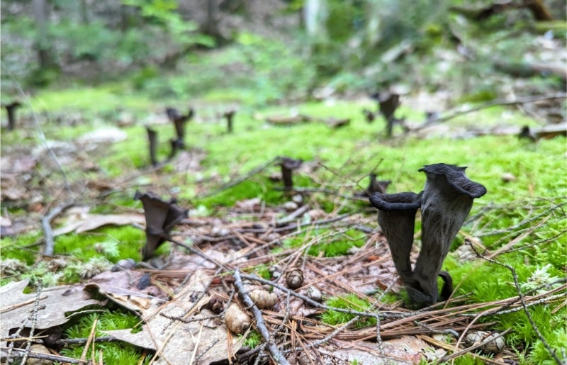 black trumpet mushrooms