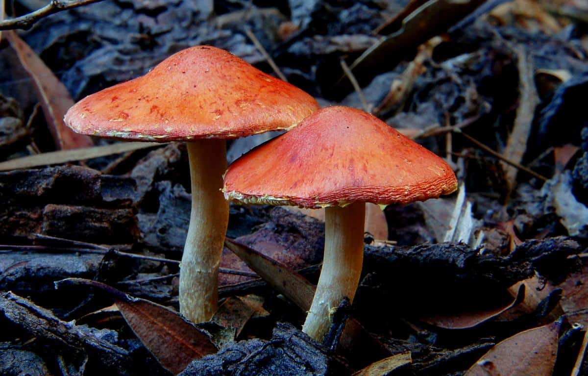 chip cherry mushroom