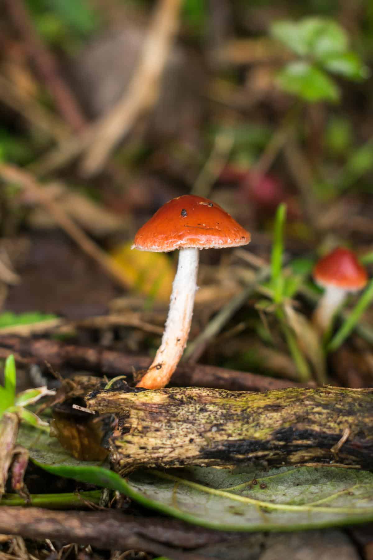 Leratiomyces ceres