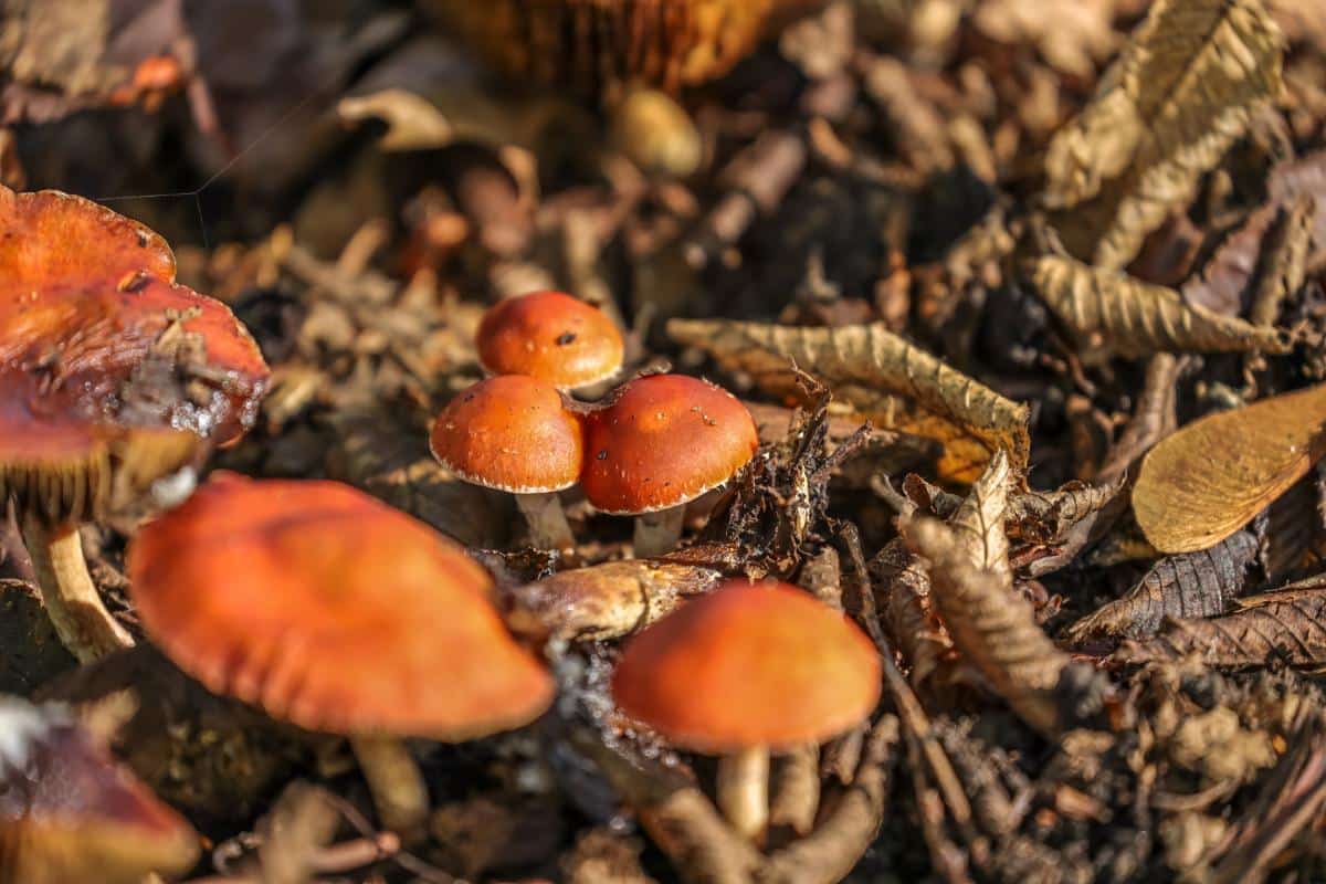 Leratiomyces ceres
