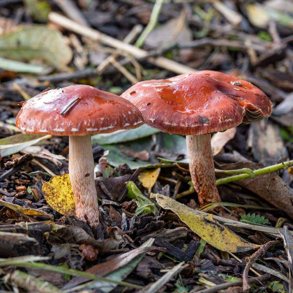 Leratiomyces ceres