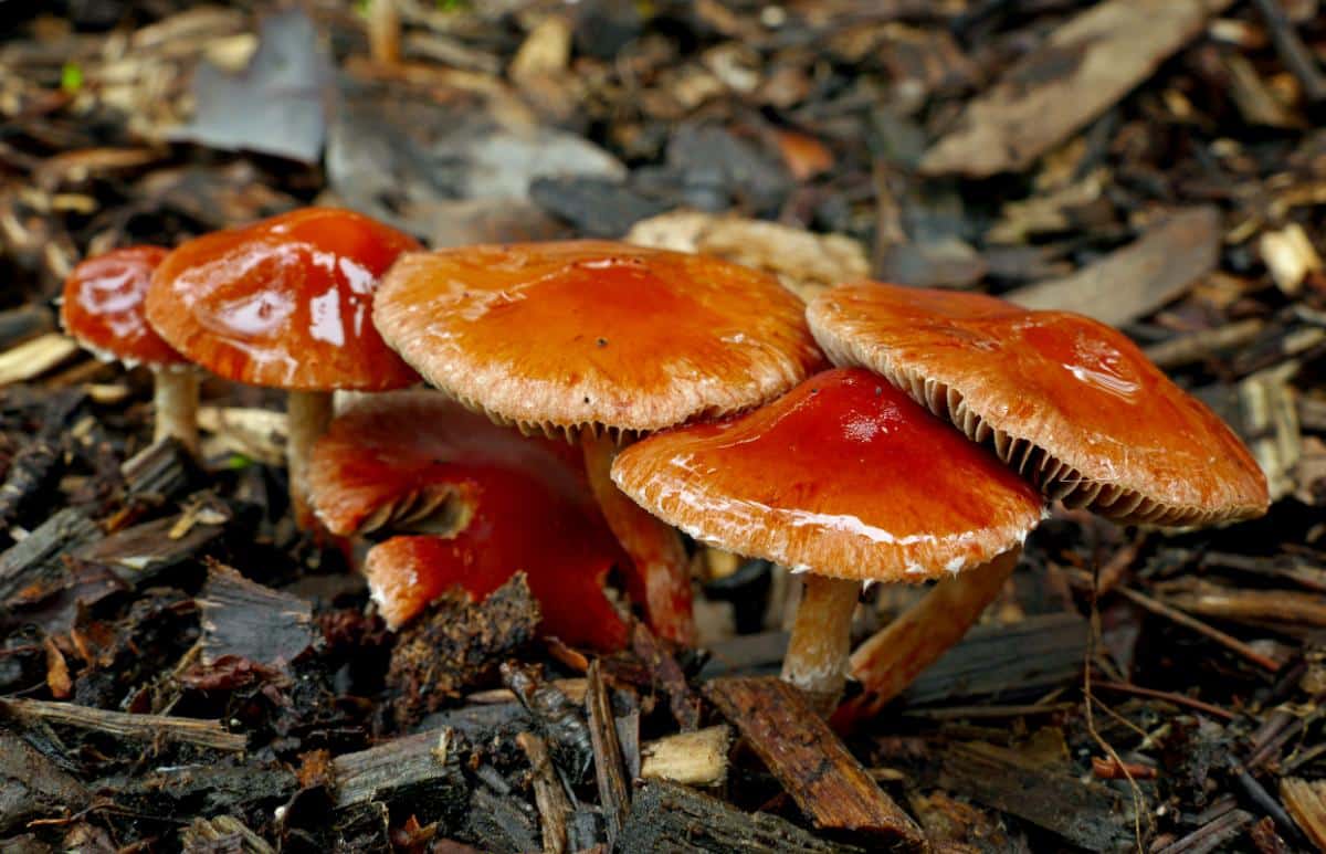 Leratiomyces ceres
