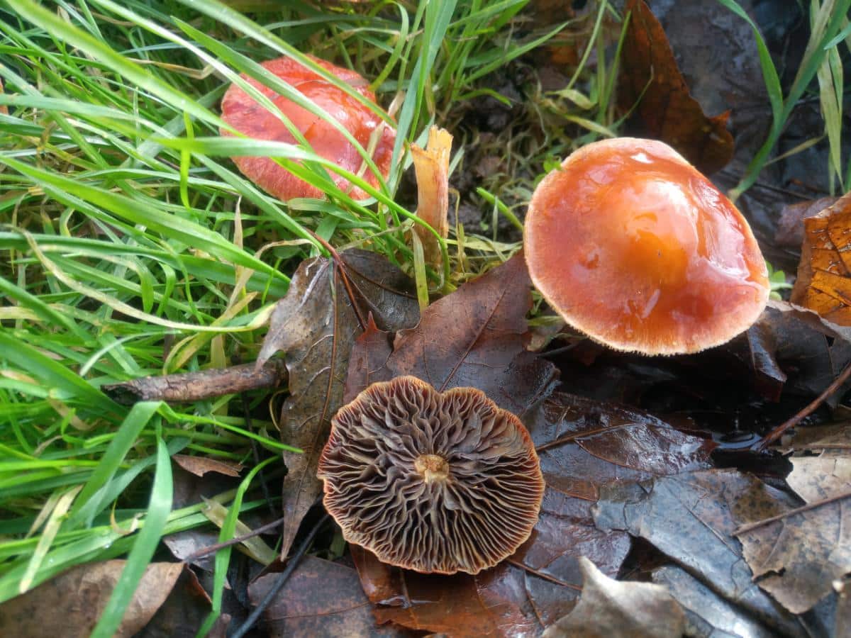 Leratiomyces ceres