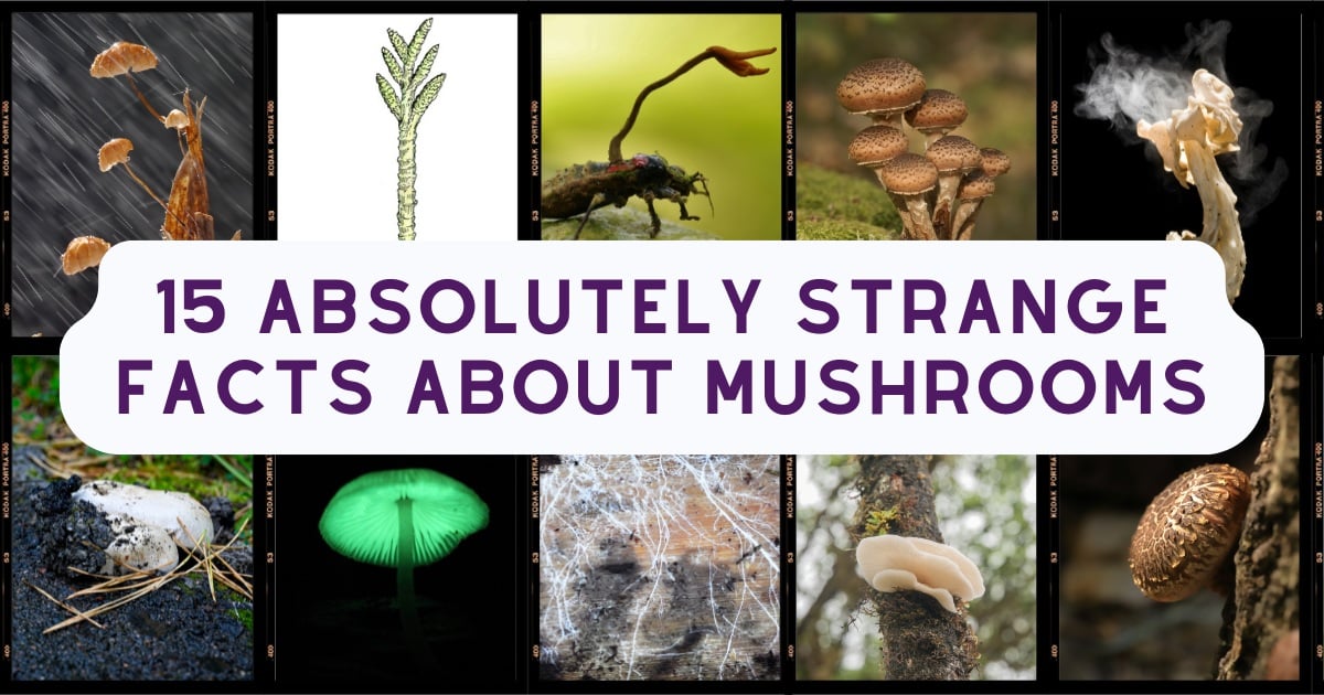 15 absolutely strange facts about mushrooms