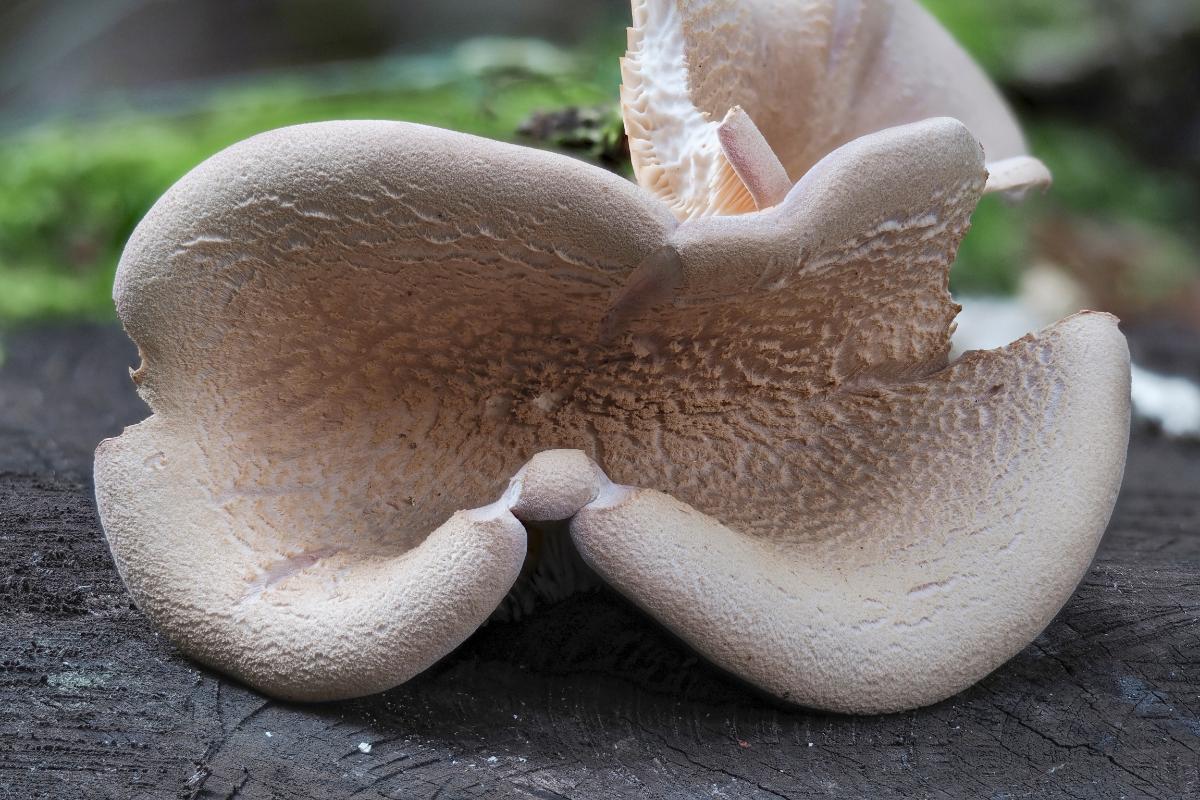 Panus conchatus