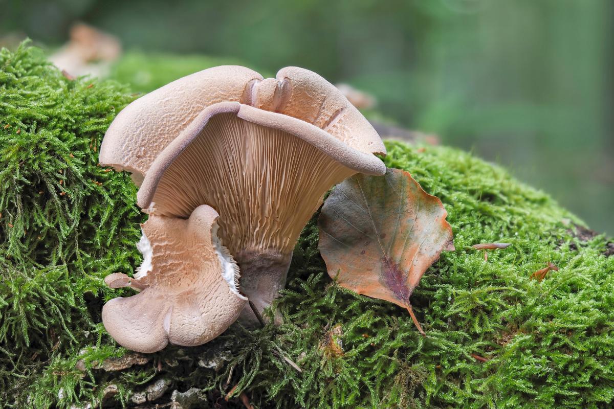 lilac oysterling mushroom