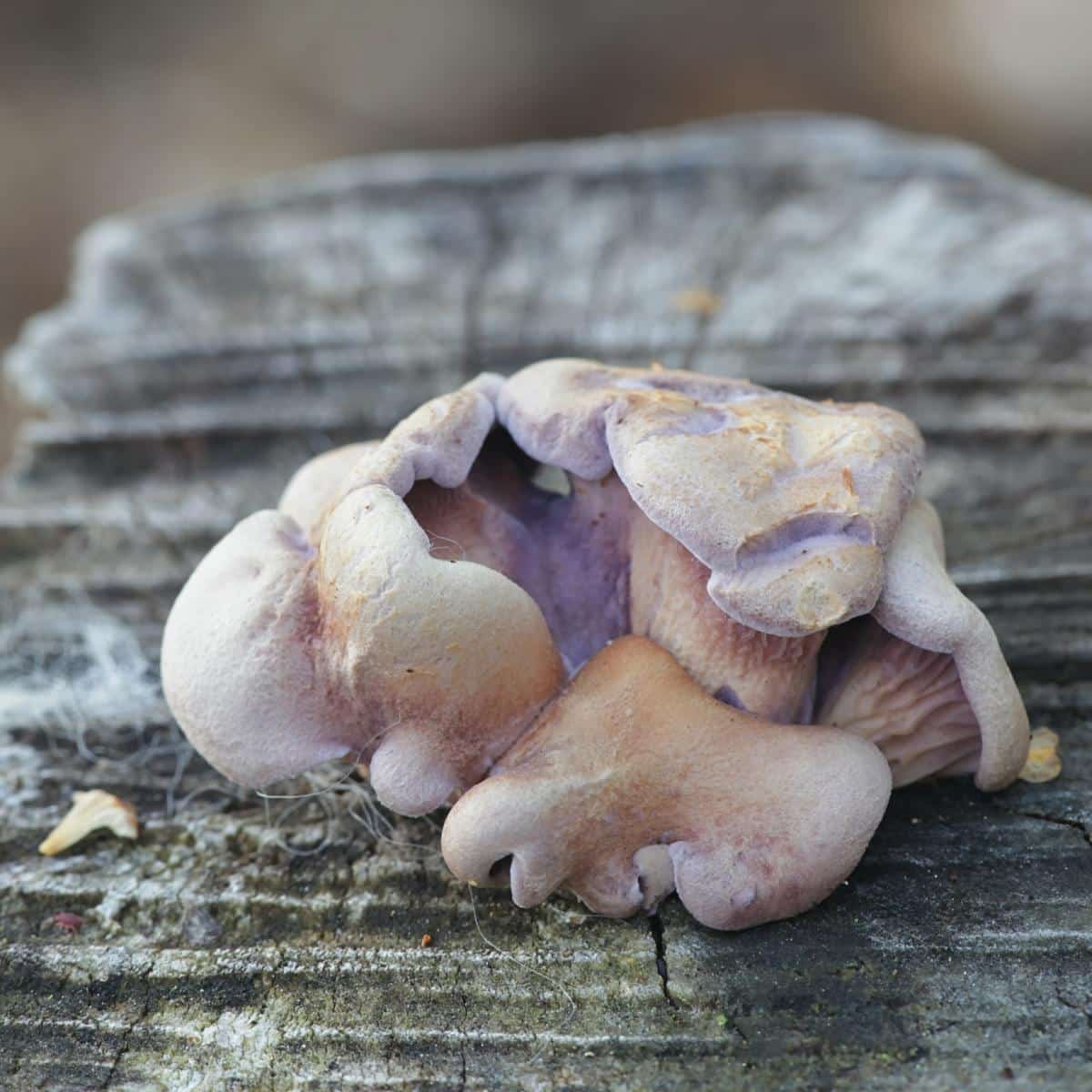 lilac oysterling mushrooms