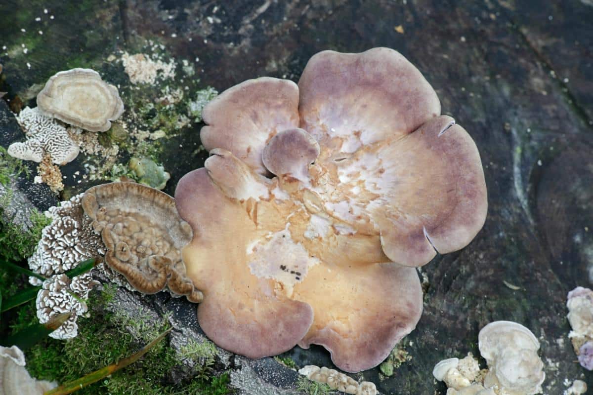 lilac oysterling mushroom 